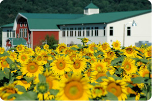 SFTA Member Organic Valley's Headquarters