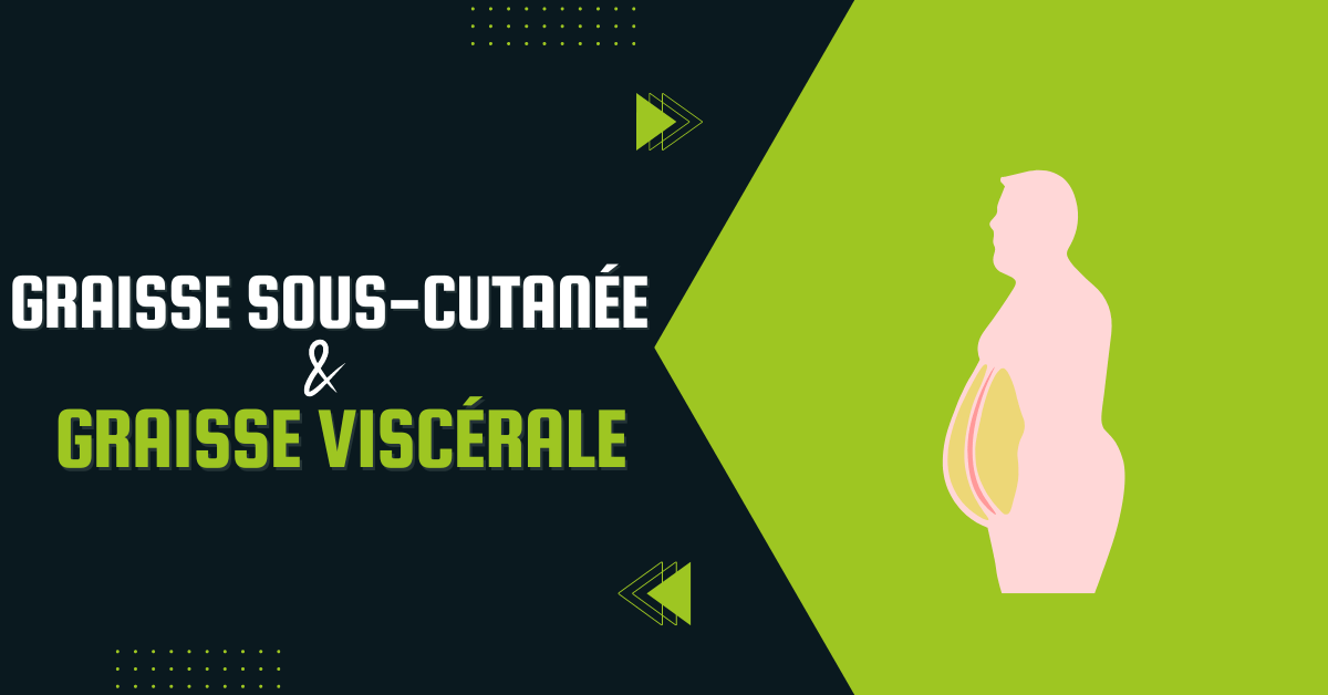 Graisse sous-cutanée et graisse viscérale