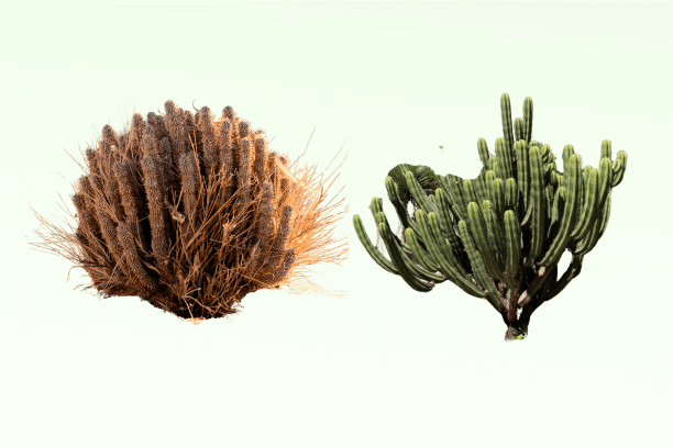 Best Hoodia Gordonii supplements