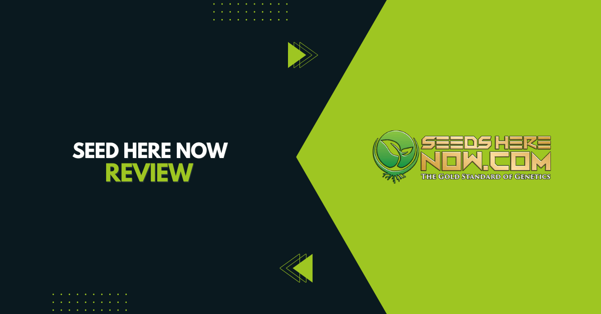 Seeds Here Now Review