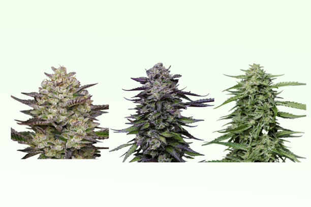Humboldt Seed Company Review